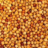 Pigeon Peas