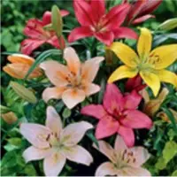 Asiatic Lily (Auratum)