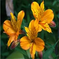 Alstromeria (Alstroemeriaceae)