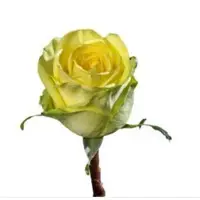 Hybrid Tea Roses