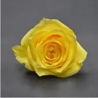 Premium Roses