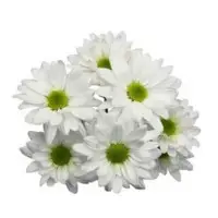 Spray Chrysanthemum