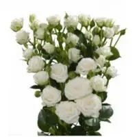 Regular Spray Roses