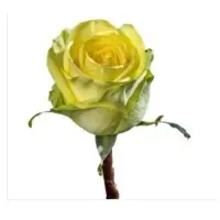 Hybrid Tea Roses
