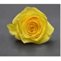 Premium Roses