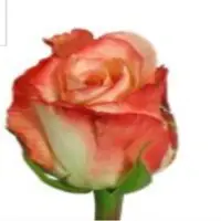Hybrid Tea Roses