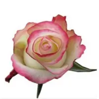 Premium Roses