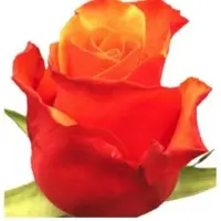 Hybrid Tea Roses