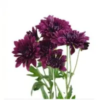 Spray Chrysanthemum