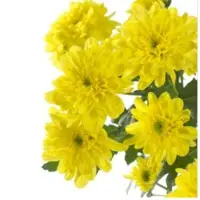 Spray Chrysanthemum