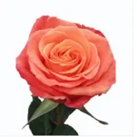 Premium Roses