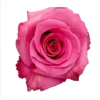 Premium Roses