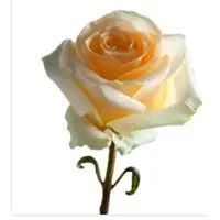 Hybrid Tea Roses
