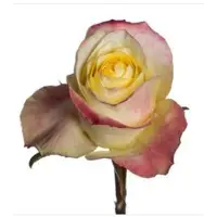 Hybrid Tea Roses