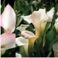 Calla Lilly