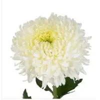 Decor Chrysanthemum