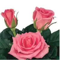 Boogy Roses