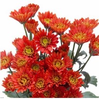 Spray Chrysanthemum Roses