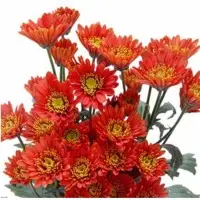 Spray Chrysanthemum Roses