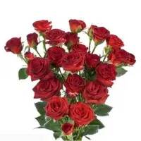 Premium Spray Roses