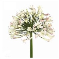 Agapanthus Bianca Perla