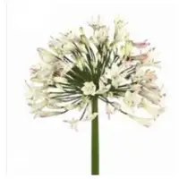 Agapanthus Bianca Perla