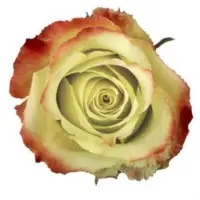 Premium Roses