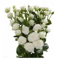 Regular Spray Roses