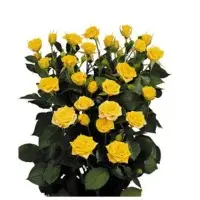 Regular Spray Roses