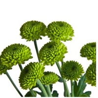 Spray Chrysanthemum