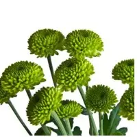 Spray Chrysanthemum