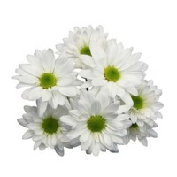 Spray Chrysanthemum