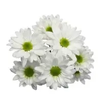 Spray Chrysanthemum