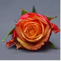 Hybrid Tea Roses
