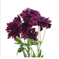 Spray Chrysanthemum