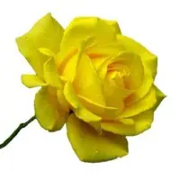 Premium Roses