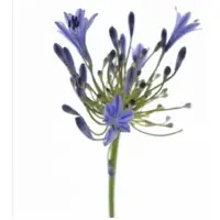 Agapanthus Intermedius
