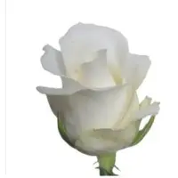 Supermarket Range Roses