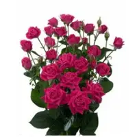 Regular Spray Roses