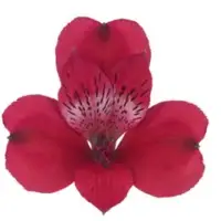 Alstroemeria