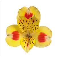 Alstroemeria Bali