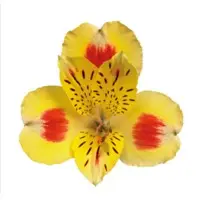 Alstroemeria Bali