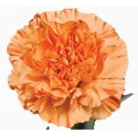 Standard Carnation