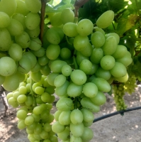 Seedles Indian Grapes