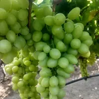 Seedles Indian Grapes
