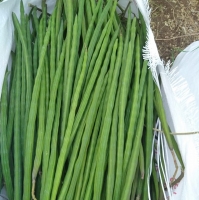 Fresh Vegetables