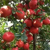 Fresh Vegetables