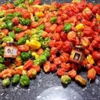 Spicy Habanero