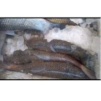 Rohu, Catla, Pomfret Fish