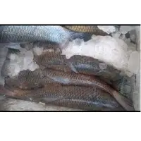 Rohu, Catla, Pomfret Fish